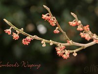 Hamamelis Lombards Weeping - vernalis 2015 02 07 3203
